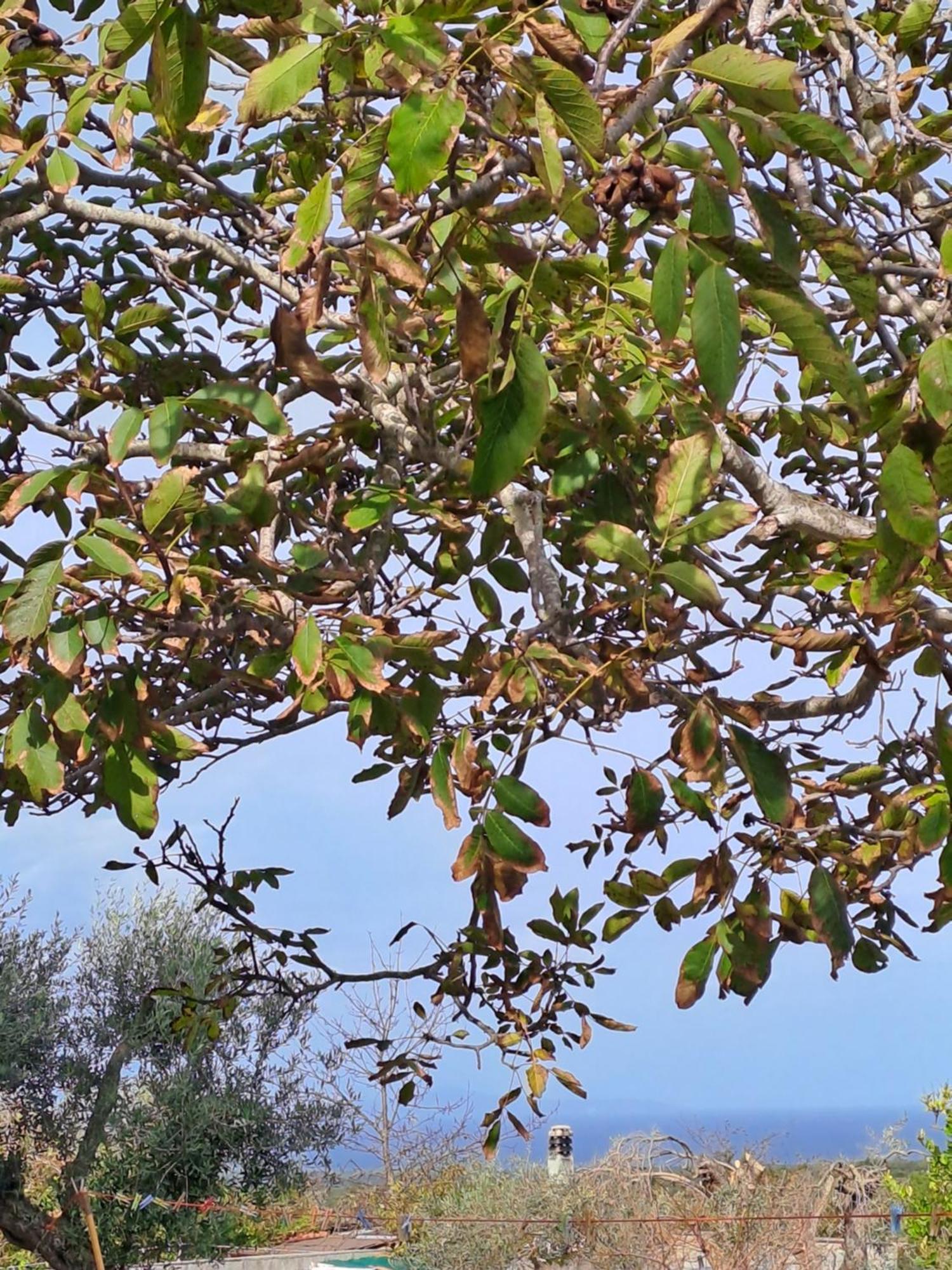 סאסארי Villa Andres מראה חיצוני תמונה